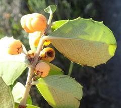 Maytenus procumbens