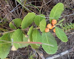 Maytenus procumbens