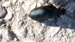 Meloe tuccius