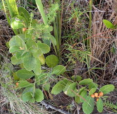 Maytenus procumbens