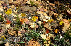 Lebeckia pauciflora