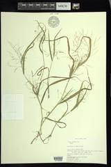 Panicum philadelphicum