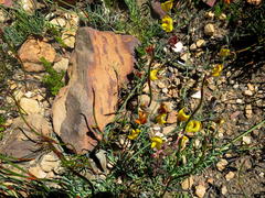 Lebeckia pauciflora