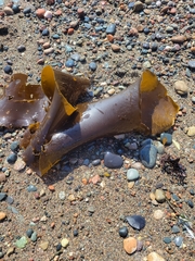 Laminaria digitata