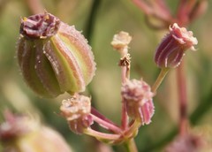Cachrys pungens