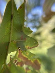 Acraspis quercushirta
