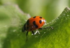 Hippodamia caseyi