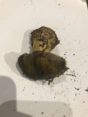 Cortinarius atrovirens