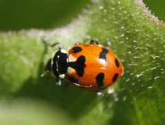 Hippodamia caseyi