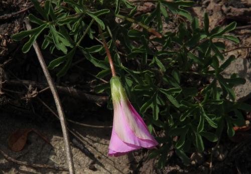Oxalis bifurca (Oxalis bifurca)