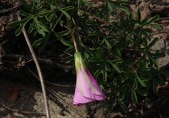 Oxalis bifurca angustiloba