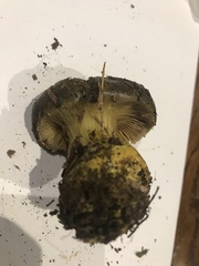 Cortinarius atrovirens