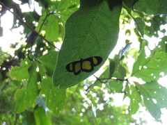 Cyllopoda jatropharia