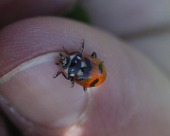 Hippodamia caseyi