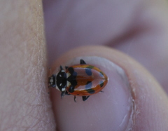 Hippodamia caseyi
