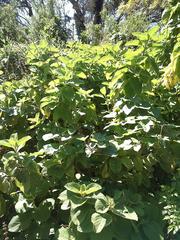 Coleus barbatus grandis