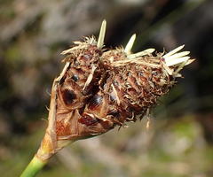 Hellmuthia membranacea