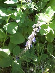 Coleus barbatus grandis