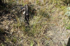 Hellmuthia membranacea