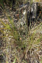 Hellmuthia membranacea