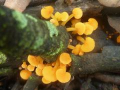 Favolaschia thwaitesii