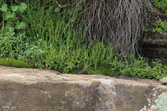 Crassula lanceolata lanceolata