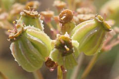 Cachrys pungens