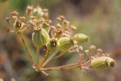 Cachrys pungens