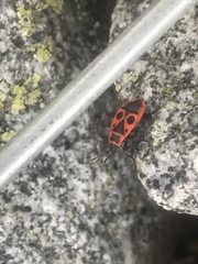 Pyrrhocoris apterus