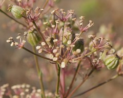 Cachrys pungens