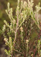 Phylica paniculata