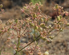Cachrys pungens