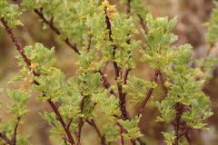 Polemannia grossulariifolia