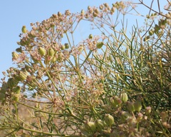 Cachrys pungens