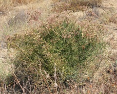 Cachrys pungens