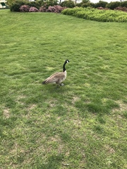 Branta canadensis
