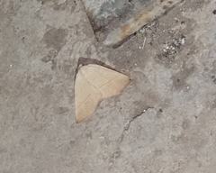 Drepanulatrix bifilata