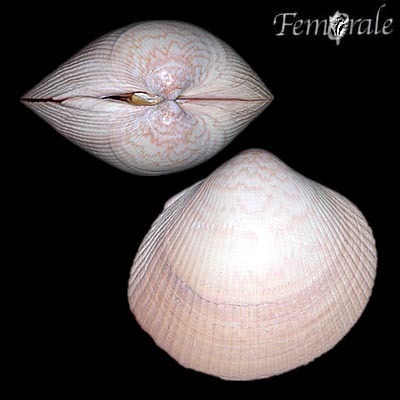 Representative image of Fulvia