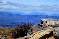 Thamnochortus papyraceus