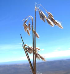 Thamnochortus papyraceus