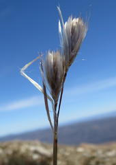 Thamnochortus papyraceus
