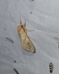 Lophocampa bicolor