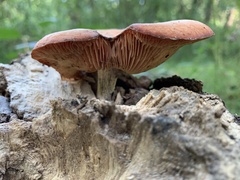 Rhodotus