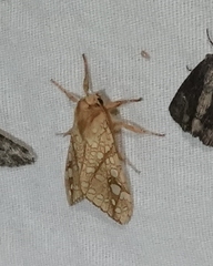 Lophocampa bicolor