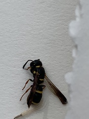 Parancistrocerus