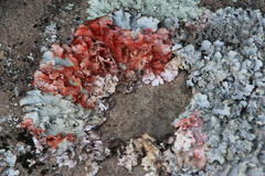 Marchandiomyces corallinus