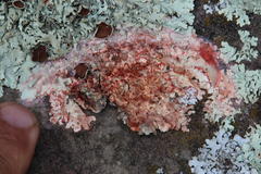 Marchandiomyces corallinus