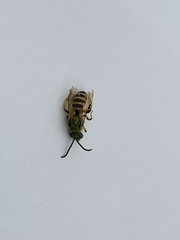 Agapostemon