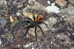 Tliltocatl epicureanus