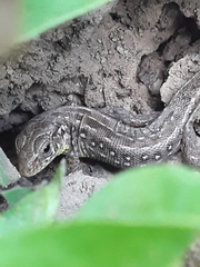 Lacerta agilis